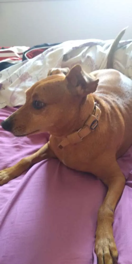 Cachorro ra a SRD idade 4 anos nome Mia