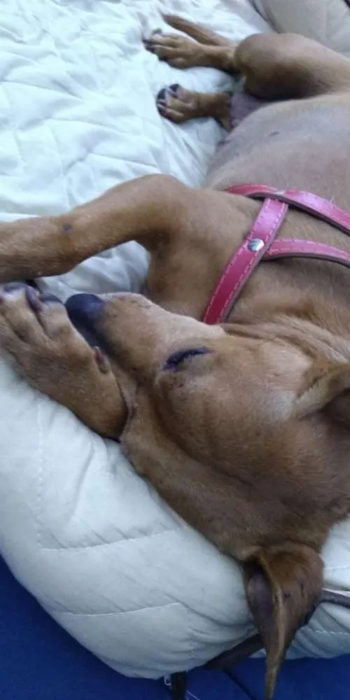 Cachorro ra a SRD idade 4 anos nome Mia