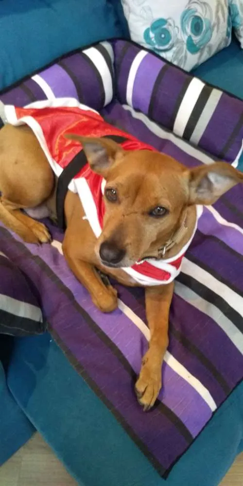 Cachorro ra a SRD idade 4 anos nome Mia
