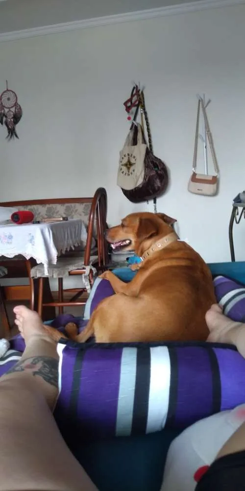 Cachorro ra a SRD idade 4 anos nome Mia