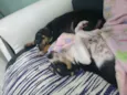 Fred e Frida