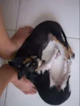 Fred e Frida
