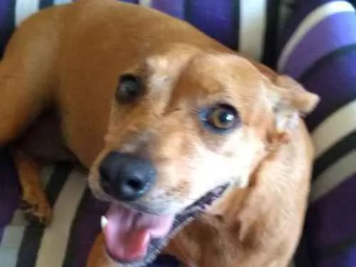 Cachorro ra a SRD idade 4 anos nome Mia