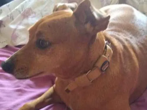 Cachorro ra a SRD idade 4 anos nome Mia
