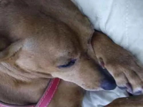 Cachorro ra a SRD idade 4 anos nome Mia