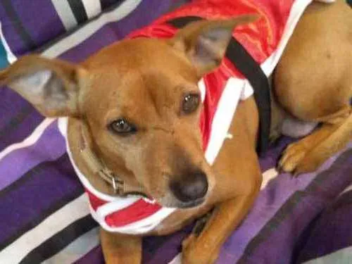 Cachorro ra a SRD idade 4 anos nome Mia