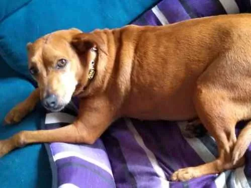 Cachorro ra a SRD idade 4 anos nome Mia