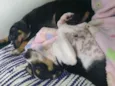 Fred e Frida