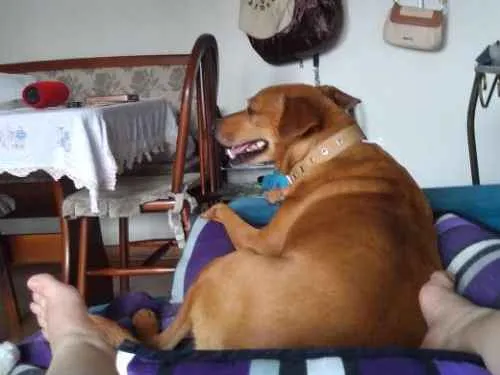 Cachorro ra a SRD idade 4 anos nome Mia