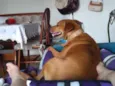 Mia