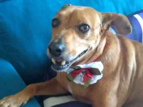 Cachorro ra a SRD idade 4 anos nome Mia