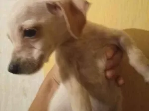 Cachorro raça Vira-lata com poodle idade 2 a 6 meses nome Filhotes misturados 