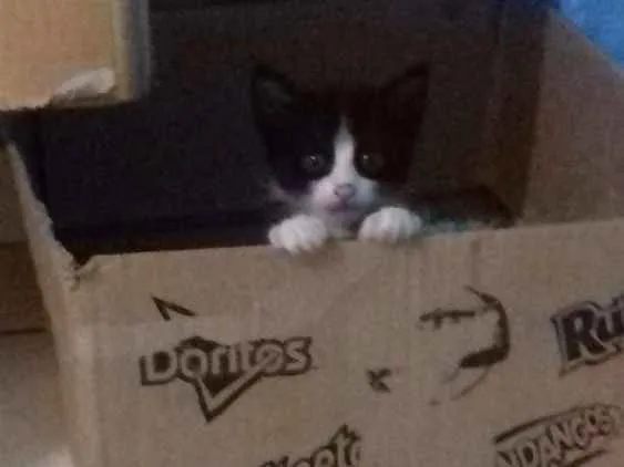 Gato ra a não definida idade 2 a 6 meses nome sem nome