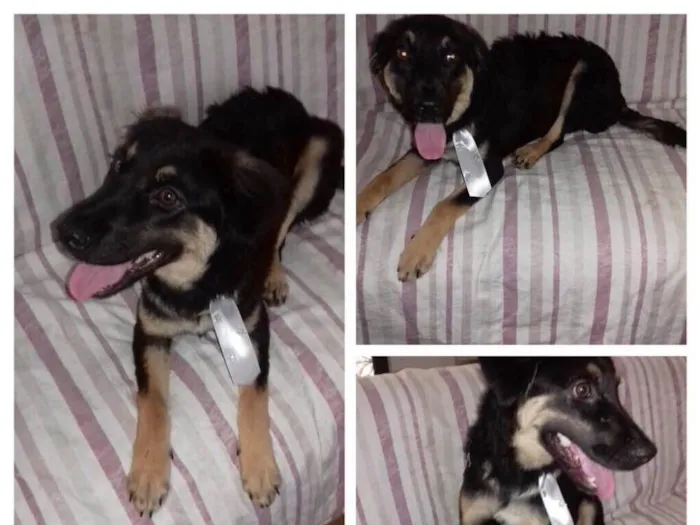 Cachorro ra a SRD idade 7 a 11 meses nome Caramelo 