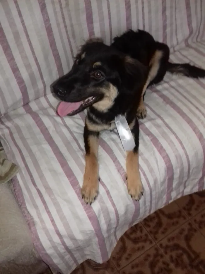 Cachorro ra a SRD idade 7 a 11 meses nome Caramelo 