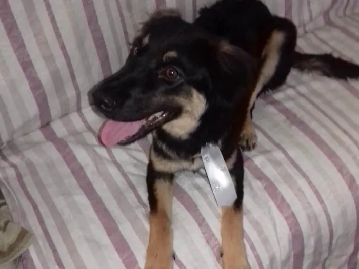 Cachorro ra a SRD idade 7 a 11 meses nome Caramelo 