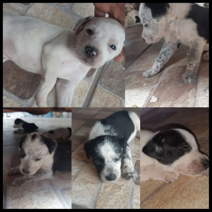 Cachorro raça Srd idade Abaixo de 2 meses nome Irmãs de medio porte
