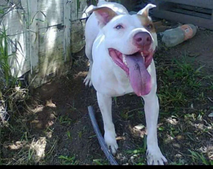Cachorro raça PitBull mestiço  idade 4 anos nome Thor 