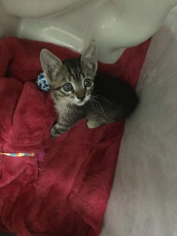 Gato ra a S.R.D. idade Abaixo de 2 meses nome Vick