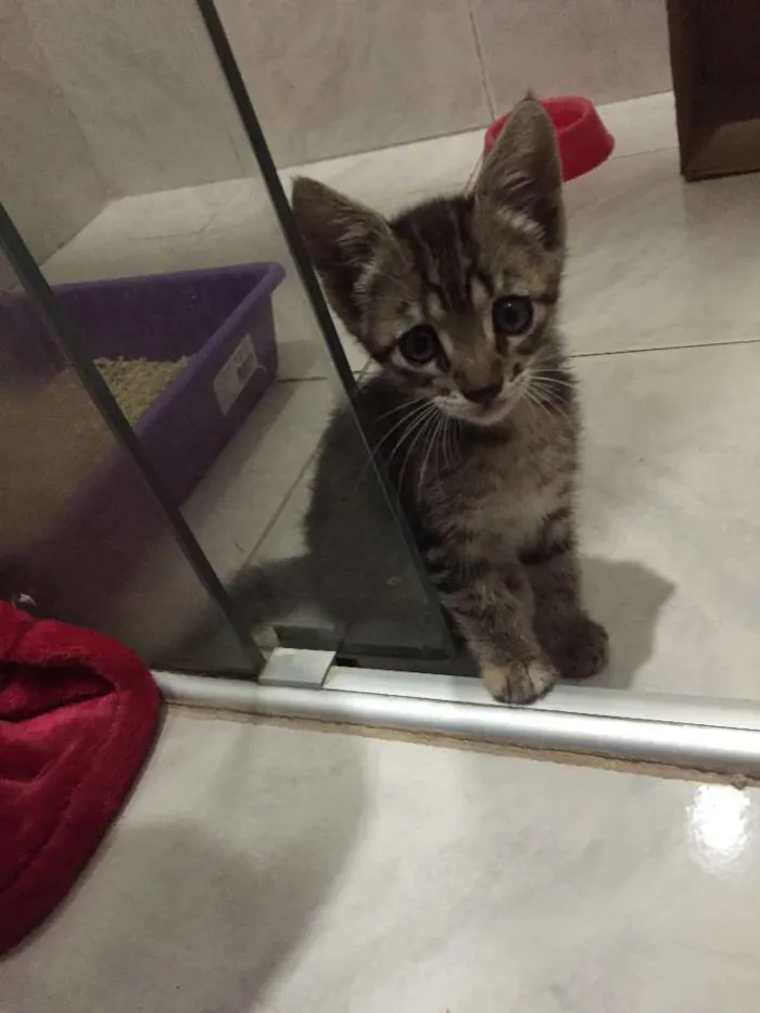 Gato ra a S.R.D. idade Abaixo de 2 meses nome Vick