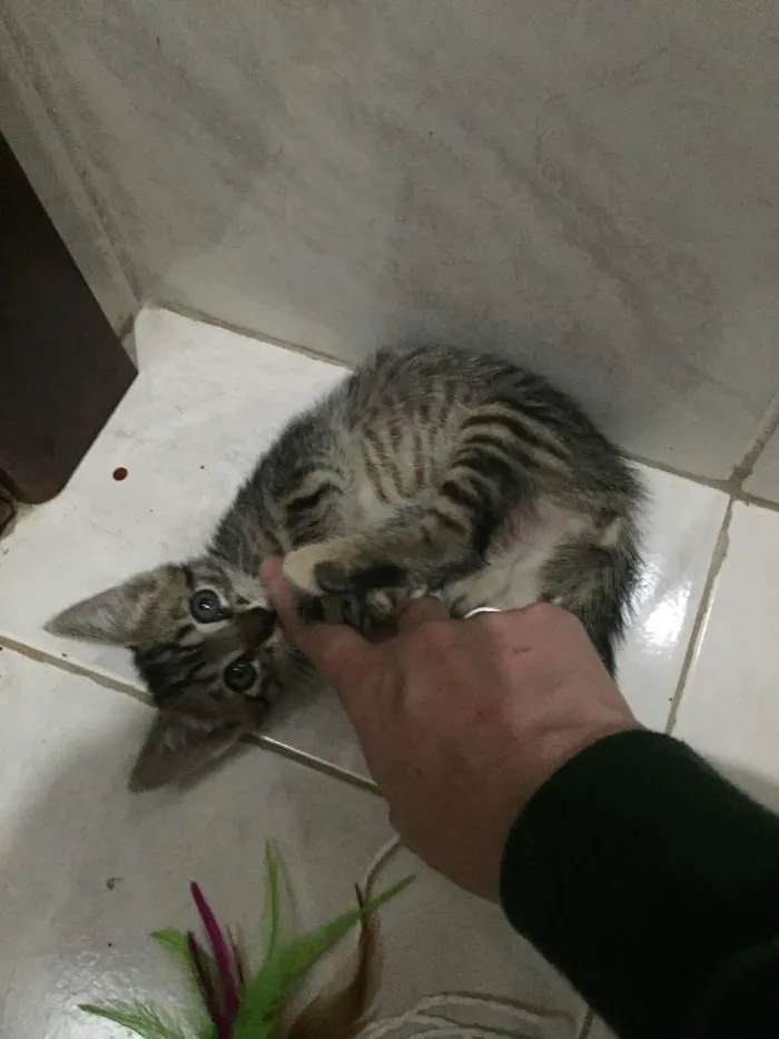 Gato ra a S.R.D. idade Abaixo de 2 meses nome Vick