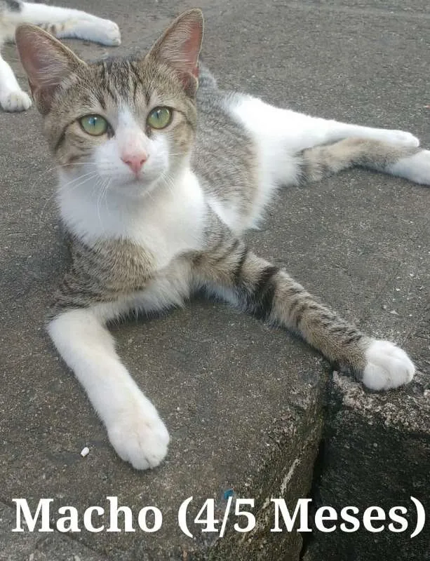 Gato ra a SRD - Sem raça definida idade 2 a 6 meses nome Sem nome