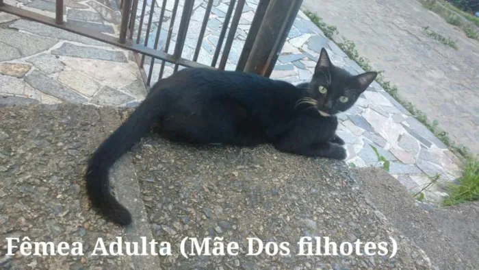 Gato ra a SRD - Sem raça definida idade 2 a 6 meses nome Sem nome