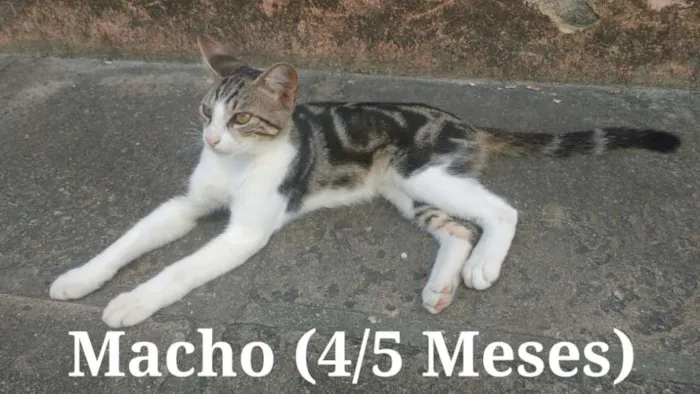 Gato ra a SRD - Sem raça definida idade 2 a 6 meses nome Sem nome