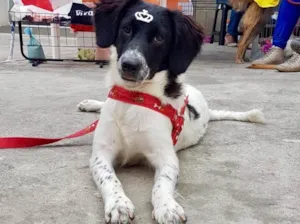 Cachorro raça SRD idade 7 a 11 meses nome Marie
