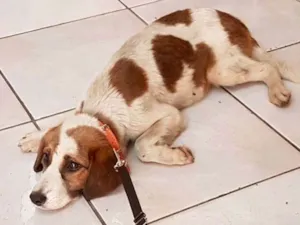 Cachorro raça SRD idade 7 a 11 meses nome Kessie
