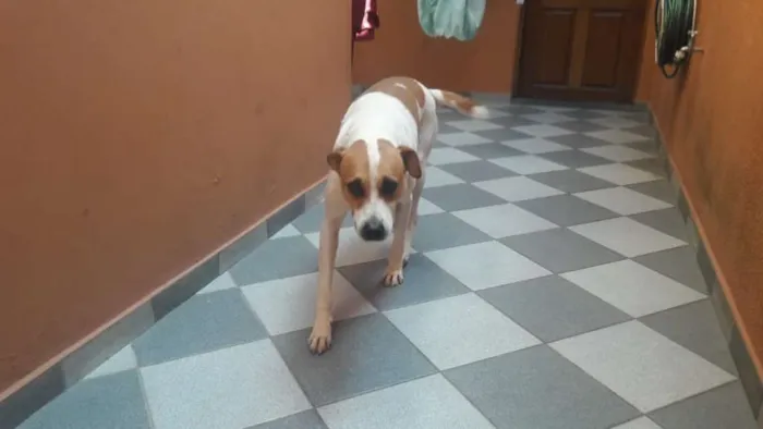 Cachorro ra a mistura idade 3 anos nome Luke