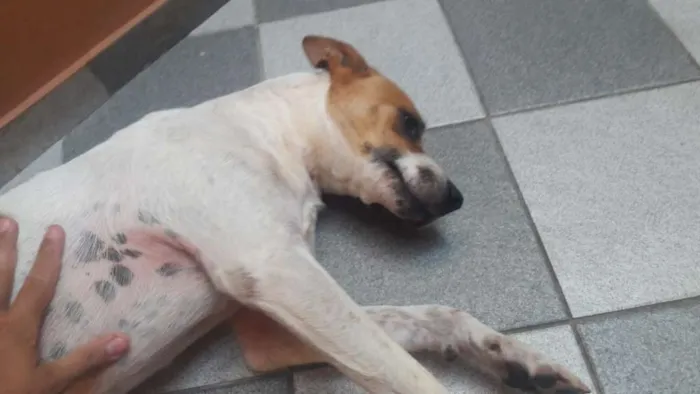 Cachorro ra a mistura idade 3 anos nome Luke