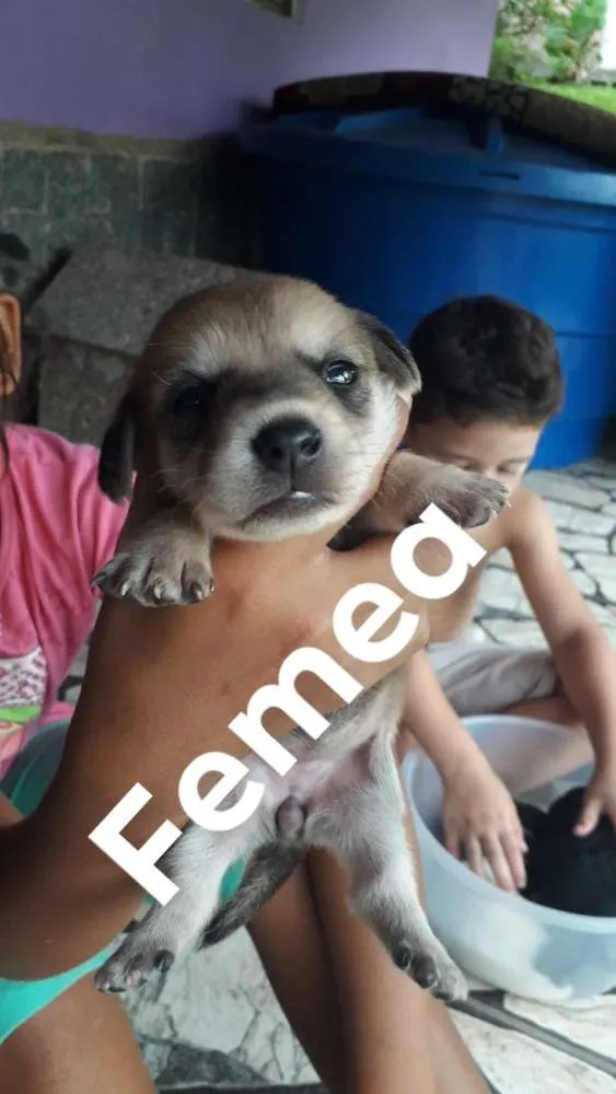 Cachorro ra a SRD idade Abaixo de 2 meses nome Sem nome