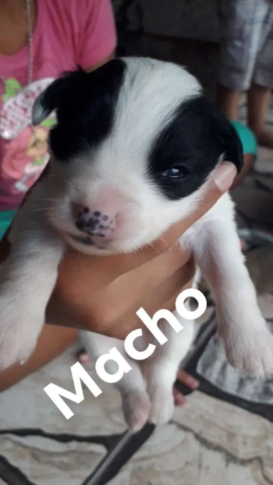 Cachorro ra a SRD idade Abaixo de 2 meses nome Sem nome