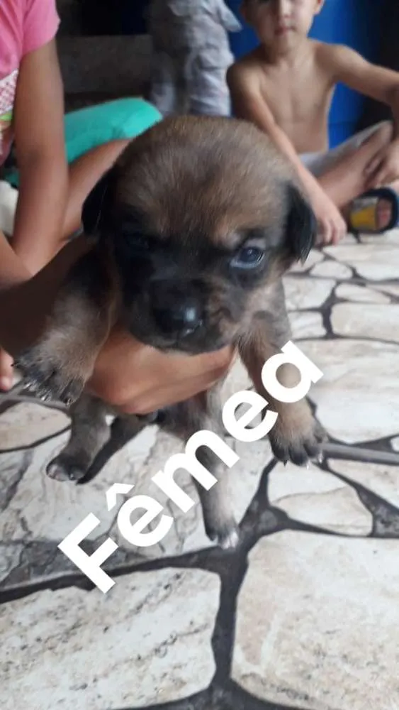 Cachorro ra a SRD idade Abaixo de 2 meses nome Sem nome