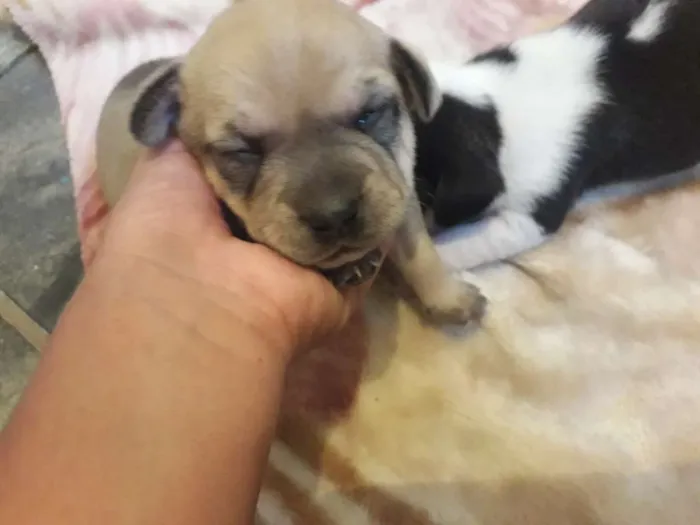 Cachorro ra a SRD idade Abaixo de 2 meses nome Sem nome