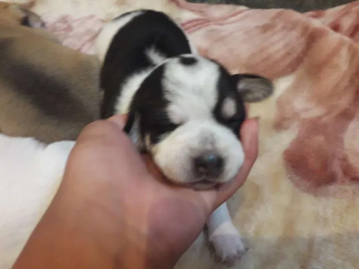 Cachorro ra a SRD idade Abaixo de 2 meses nome Sem nome