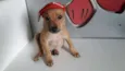 Guapo