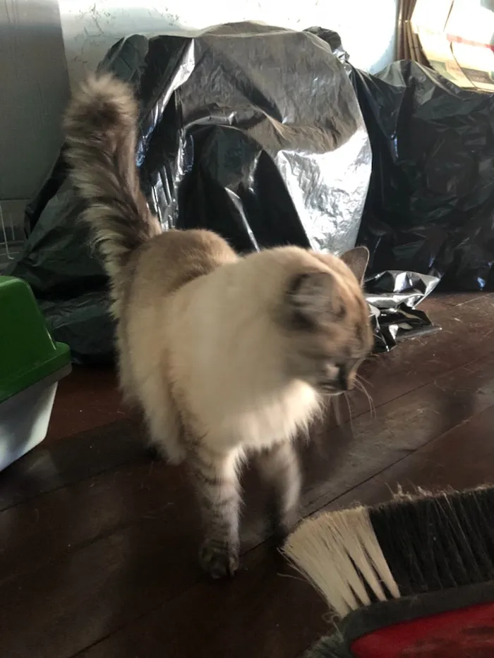 Gato ra a SRD idade  nome Lia