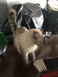Lia