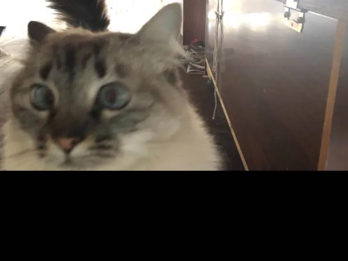 Gato ra a SRD idade  nome Lia