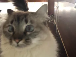 Gato raça SRD idade  nome Lia