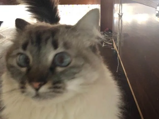 Gato ra a SRD idade  nome Lia