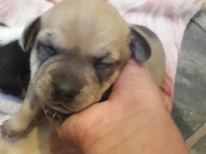 Cachorro ra a SRD idade Abaixo de 2 meses nome Sem nome
