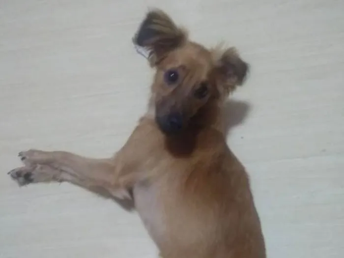 Cachorro ra a SDR idade 6 ou mais anos nome Gigi