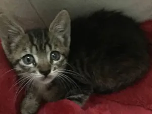 Gato raça S.R.D. idade Abaixo de 2 meses nome Vick
