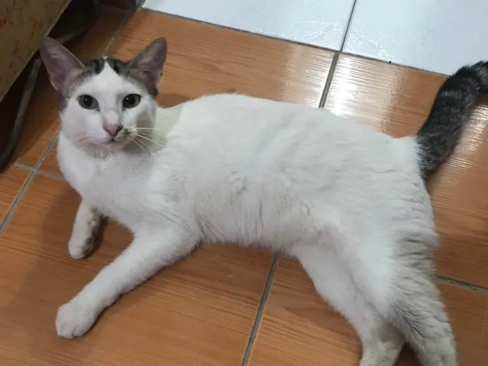 Gato ra a sem raça definida idade 1 ano nome Áries