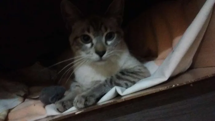 Gato raça SRD idade 2 a 6 meses nome Rick