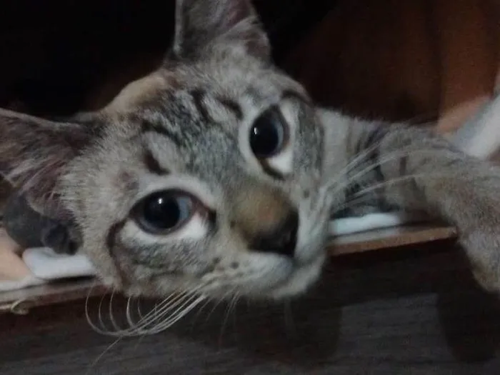 Gato raça SRD idade 2 a 6 meses nome Rick