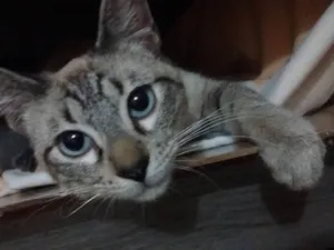 Gato raça SRD idade 2 a 6 meses nome Rick